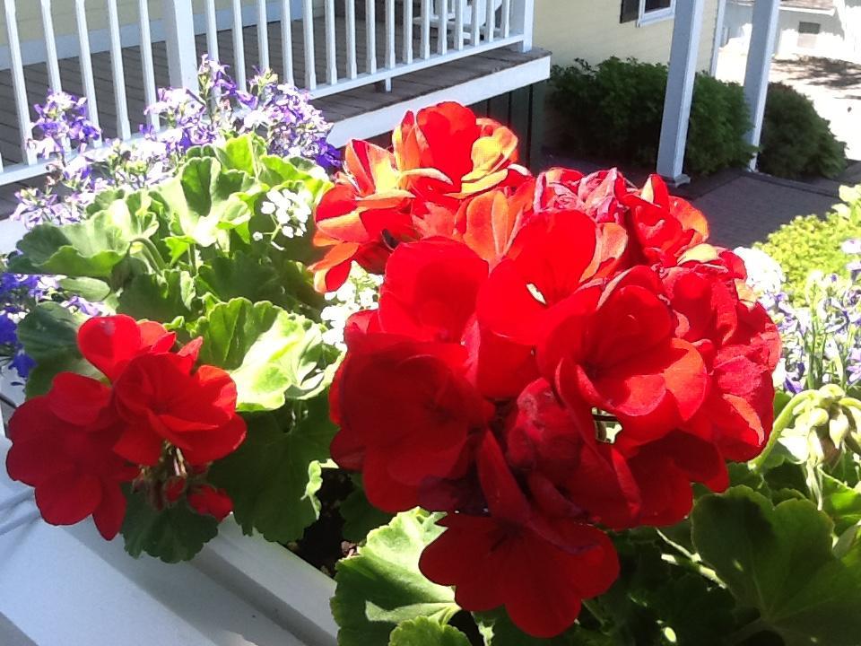 Harbor House Inn Boothbay Harbor Eksteriør bilde
